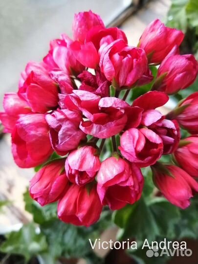 Пеларгонии герани