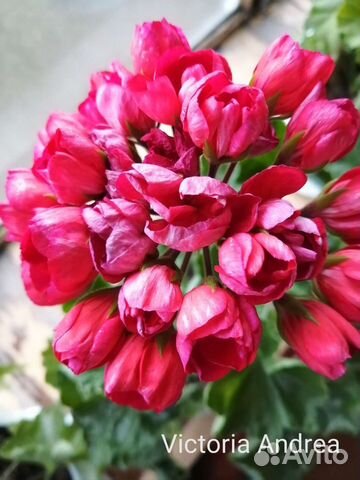 Пеларгонии герани