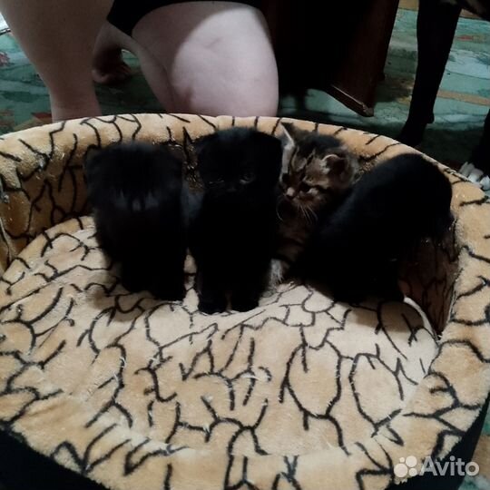 Продам котят