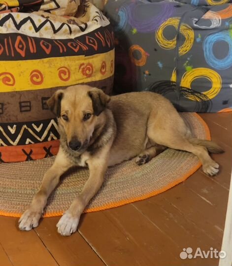 Собака в добрые руки отдам бесплатно