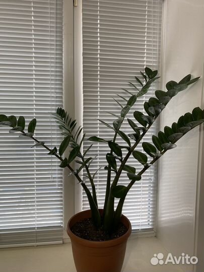 Комнатные растения цветы большие