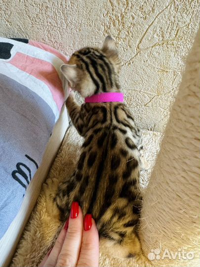 Бенгальская