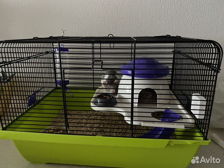 Декоративные крыски