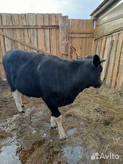 Телка. Баран, овцы