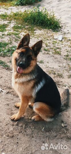 Передержка животных