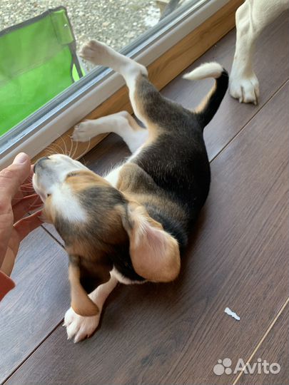 Щенки бигль