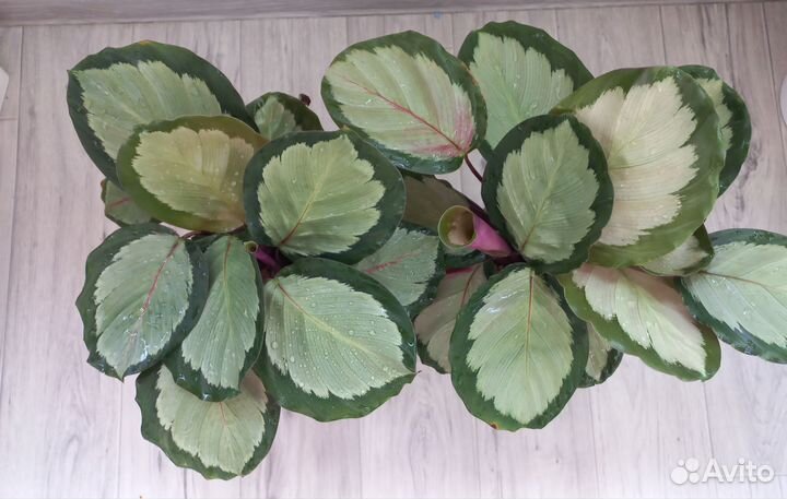 Калатея Корона