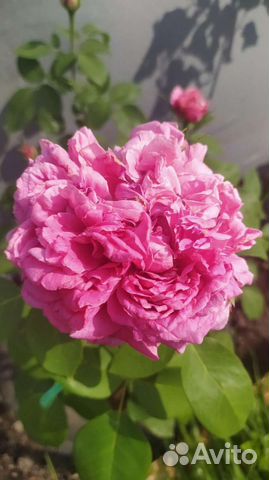 Роза Поль Нейрон