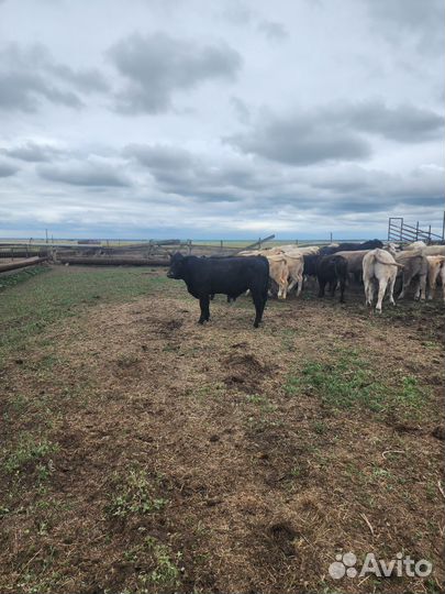 Абердин ангус бычки на племя