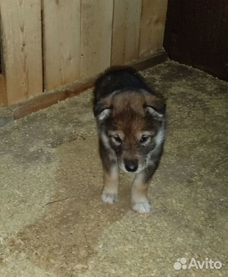 Отдам щенков в добрые руки