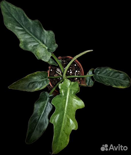 Филодендрон магнификум вариегатный