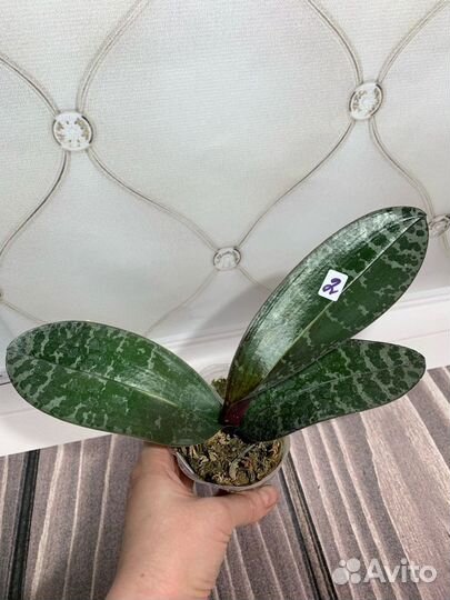 Орхидея philippinensis x schilleriana