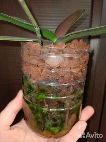 На брони. Ароматная Орхидея фаленопсис Каода