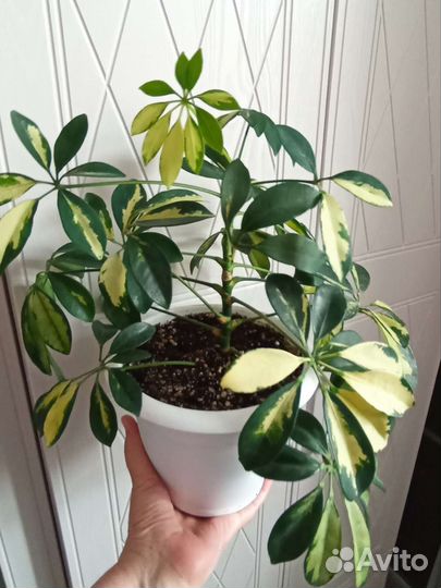 Красота в доме