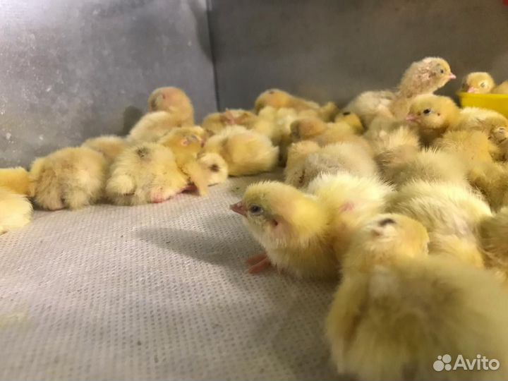 Перепела суточные, 10.06 вылупление