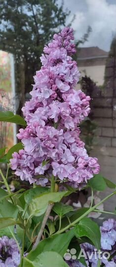 Сирень сортовая