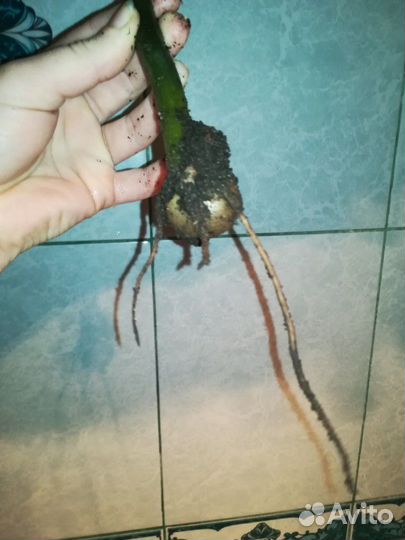 Замиокулькас