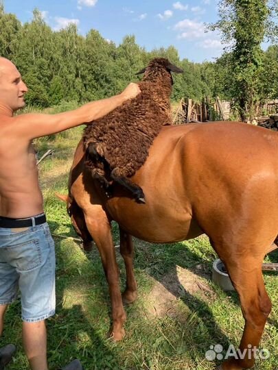 Инвестиции в сельское хозяйство 30 годовых