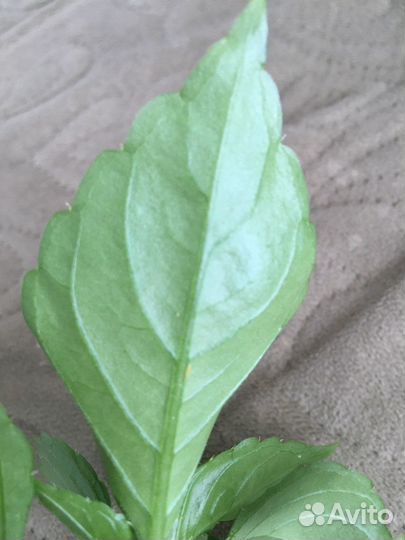 Бальзамин махровый