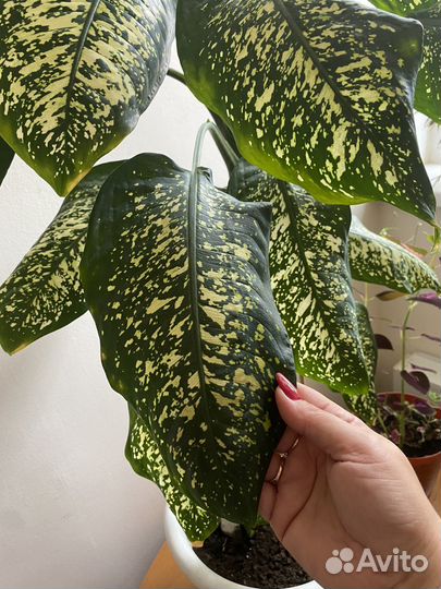 Диффенбахия