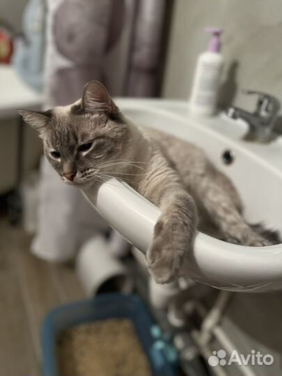 Кот