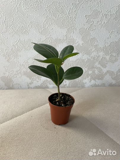 Фикус мокламе