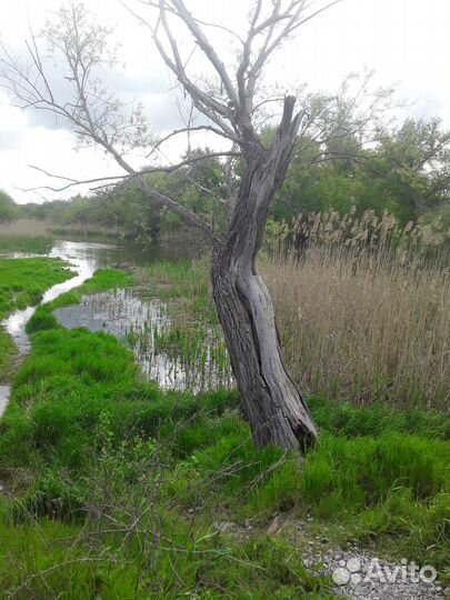 Подсолнечник