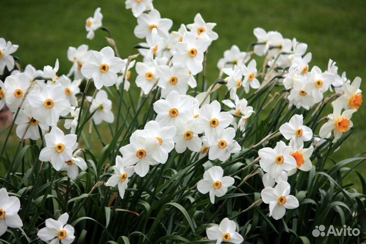 Луковицы нарциссов