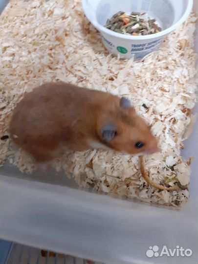 Сирийские хомяки рыжие к любому метро