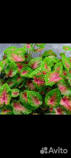 Каладиум Casey d 6