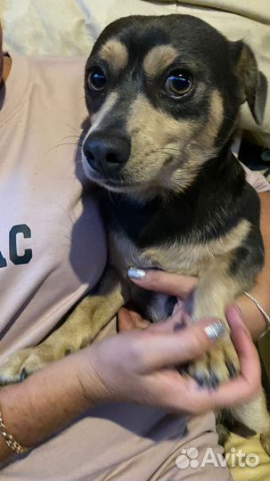 Собака тойтерьер