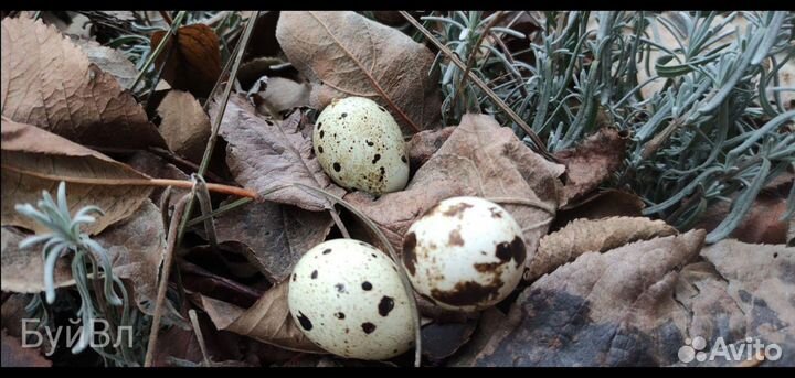 Перепелиные яйца