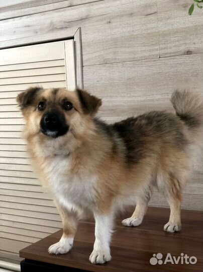 Маленькая собачка Микки 1 год ищет дом