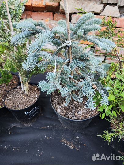 Пихта испанская