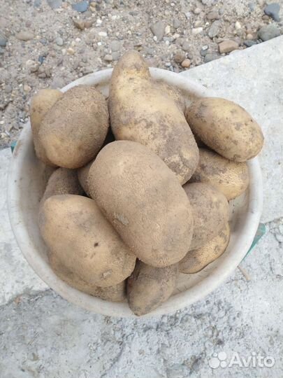 Сортовой картофель