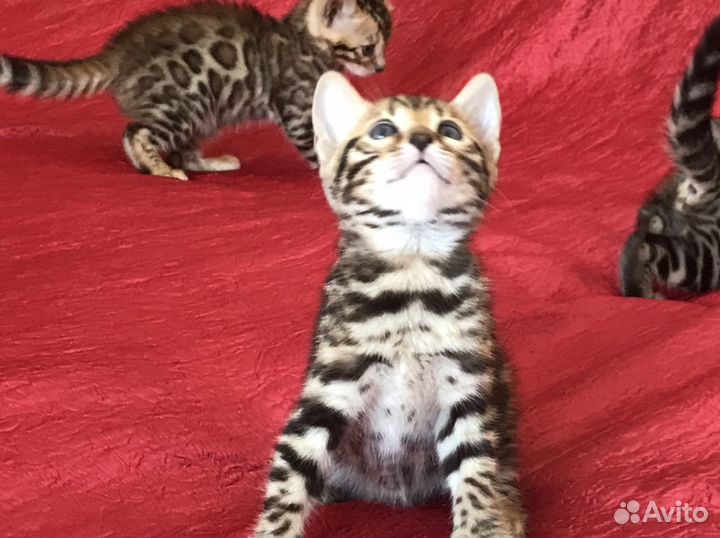 Бенгальские котята
