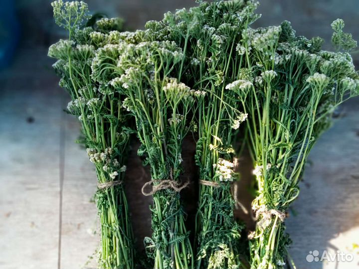 Зверобой, тысячелистник