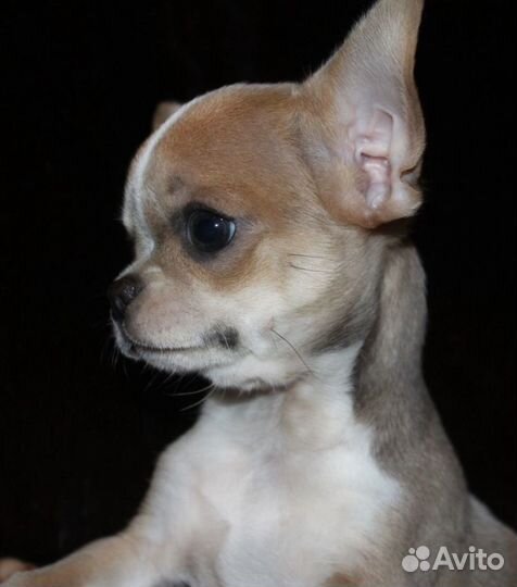 From the Madonna's house