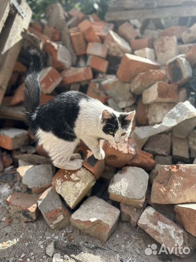 Котенок бесплатно