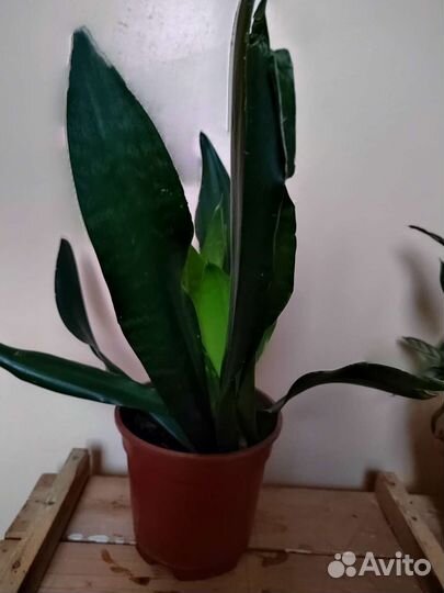 Сансевиерия сортовая