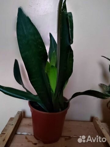 Сансевиерия сортовая
