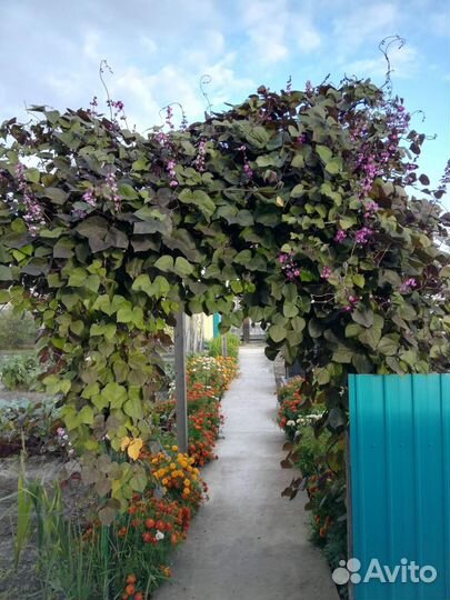 Семена вьющийся сирени Долихос (гиацинтовые бобы)