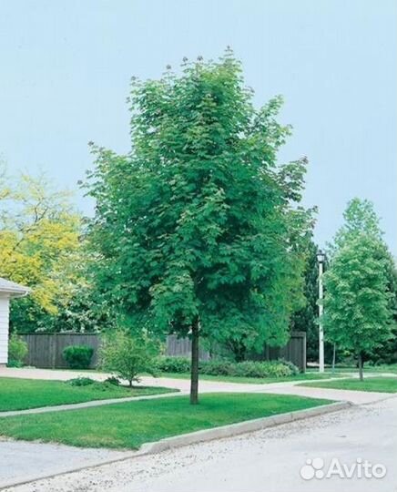 Клен остролистный