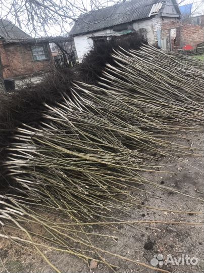 Грецкий орех саженцы