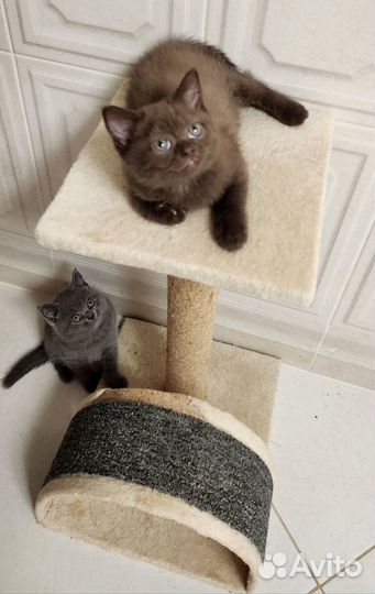 Британские котята