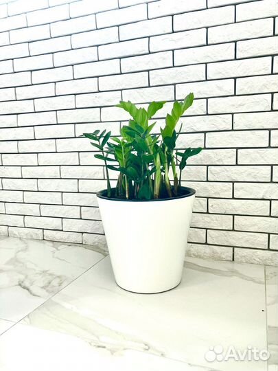 Замиокулькас долларовое дерево