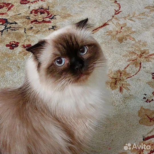 Кошки в добрые руки бесплатно