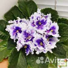 Фиалка сортовая (лист)