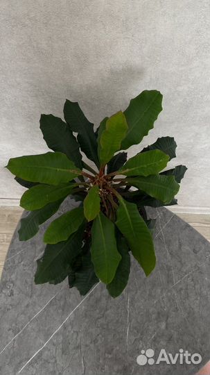 Молочай беложильчатый с горшком