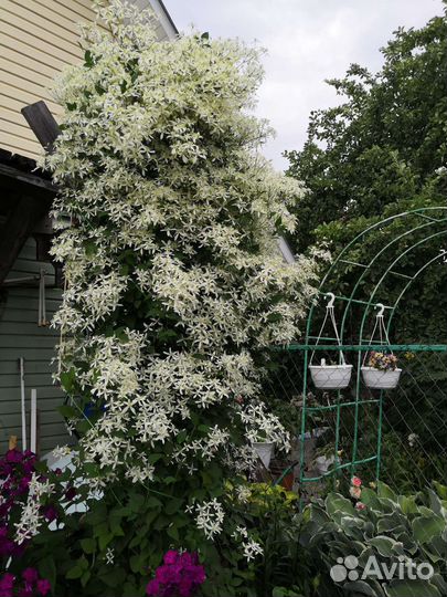 Клематис белое облако